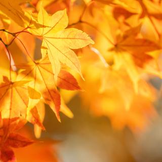 Tematický týždeň